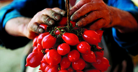 Eine Dolde mit Piennolo Tomaten